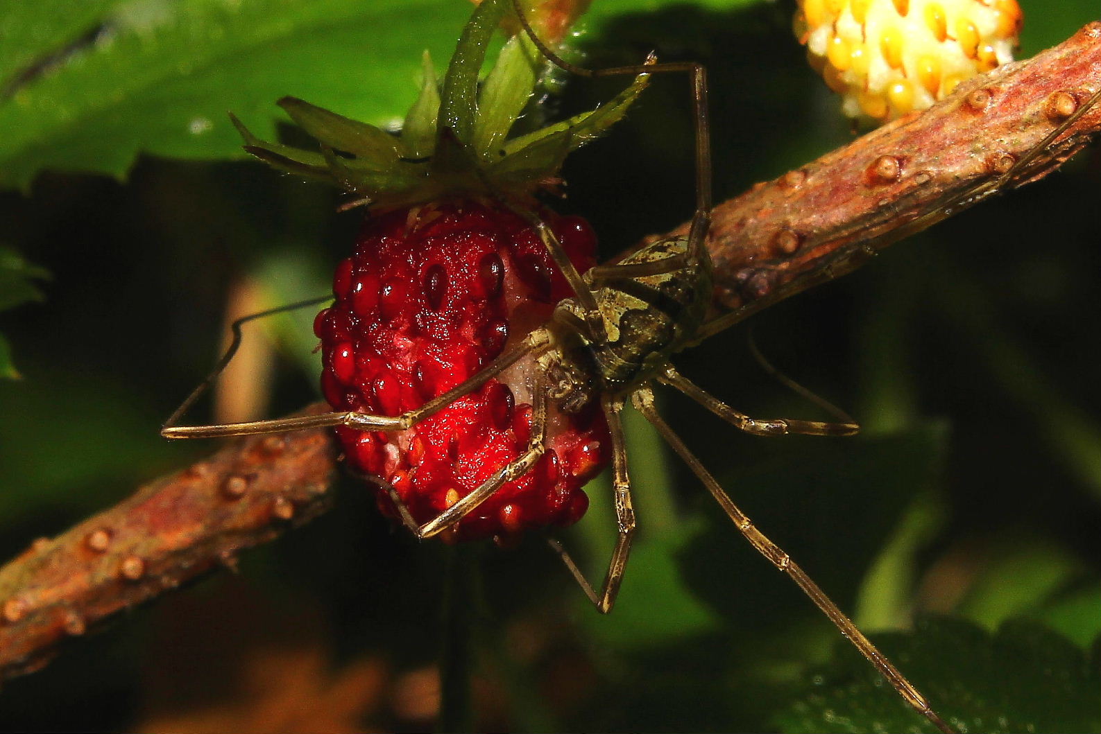 Opilionidealla frutta: Mitopus morio